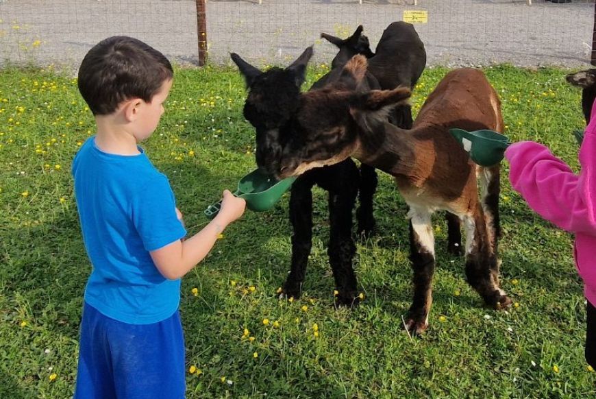 child feeding baby alpacas